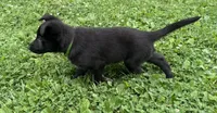 Jasper- Green Collar Boy, a male German Shepherd Dog for sale in Mexico, MO – 7 of 10