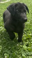 Gemma-Yellow Collar Girl, a female German Shepherd Dog for sale in Mexico, MO – 5 of 9