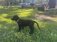 Slate- Grey Collar Boy, a male German Shepherd Dog for sale in Mexico, MO – 2 of 4