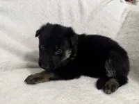 Diamond, a female German Shepherd Dog for sale in Mexico, MO – 4 of 6