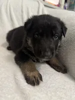 Cole- Blue Collar Boy, a male German Shepherd Dog for sale in Mexico, MO – 8 of 10