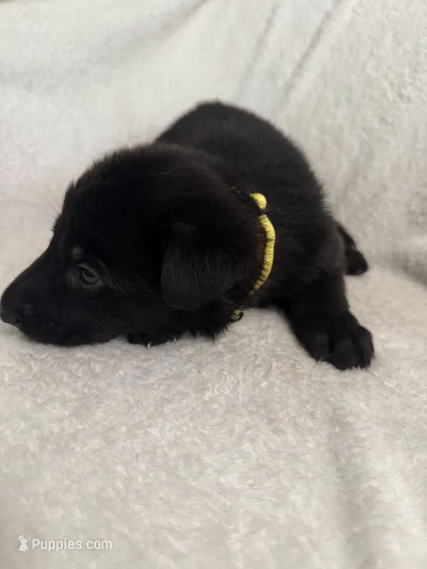 Gemma-Yellow Collar Girl – German Shepherd Dog puppy for sale in Mexico, MO