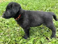 Rocco- Orange Collar Boy, a male German Shepherd Dog for sale in Mexico, MO – 9 of 10