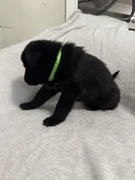Jasper- Green Collar Boy, a male German Shepherd Dog for sale in Mexico, MO – 6 of 8