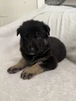 Jet, a male German Shepherd Dog for sale in Mexico, MO – 6 of 10