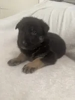 Jet, a male German Shepherd Dog for sale in Mexico, MO – 2 of 10
