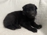 Stone- Beige Collar Boy , a male German Shepherd Dog for sale in Mexico, MO – 9 of 10