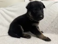 Diamond, a female German Shepherd Dog for sale in Mexico, MO – 3 of 6
