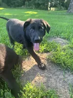 Slate- Grey Collar Boy, a male German Shepherd Dog for sale in Mexico, MO – 3 of 4