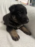 Cole- Blue Collar Boy, a male German Shepherd Dog for sale in Mexico, MO – 3 of 10