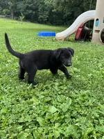 Rocco- Orange Collar Boy, a male German Shepherd Dog for sale in Mexico, MO – 6 of 10