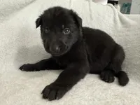 Gemma-Yellow Collar Girl, a female German Shepherd Dog for sale in Mexico, MO – 4 of 10