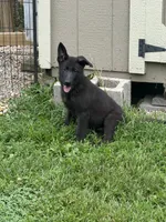 Stone- Beige Collar Boy , a male German Shepherd Dog for sale in Mexico, MO – 3 of 3