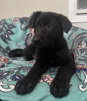 Onyx- Black Collar Boy , a male German Shepherd Dog for sale in Mexico, MO – 3 of 6