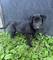 Gemma-Yellow Collar Girl, a female German Shepherd Dog for sale in Mexico, MO – 2 of 9