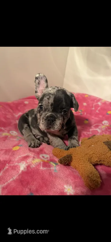 Theodore – French Bulldog puppy for sale in Savannah, TN