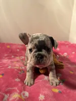 Betty White, a female French Bulldog for sale in Savannah, TN – Photo 2 of 2