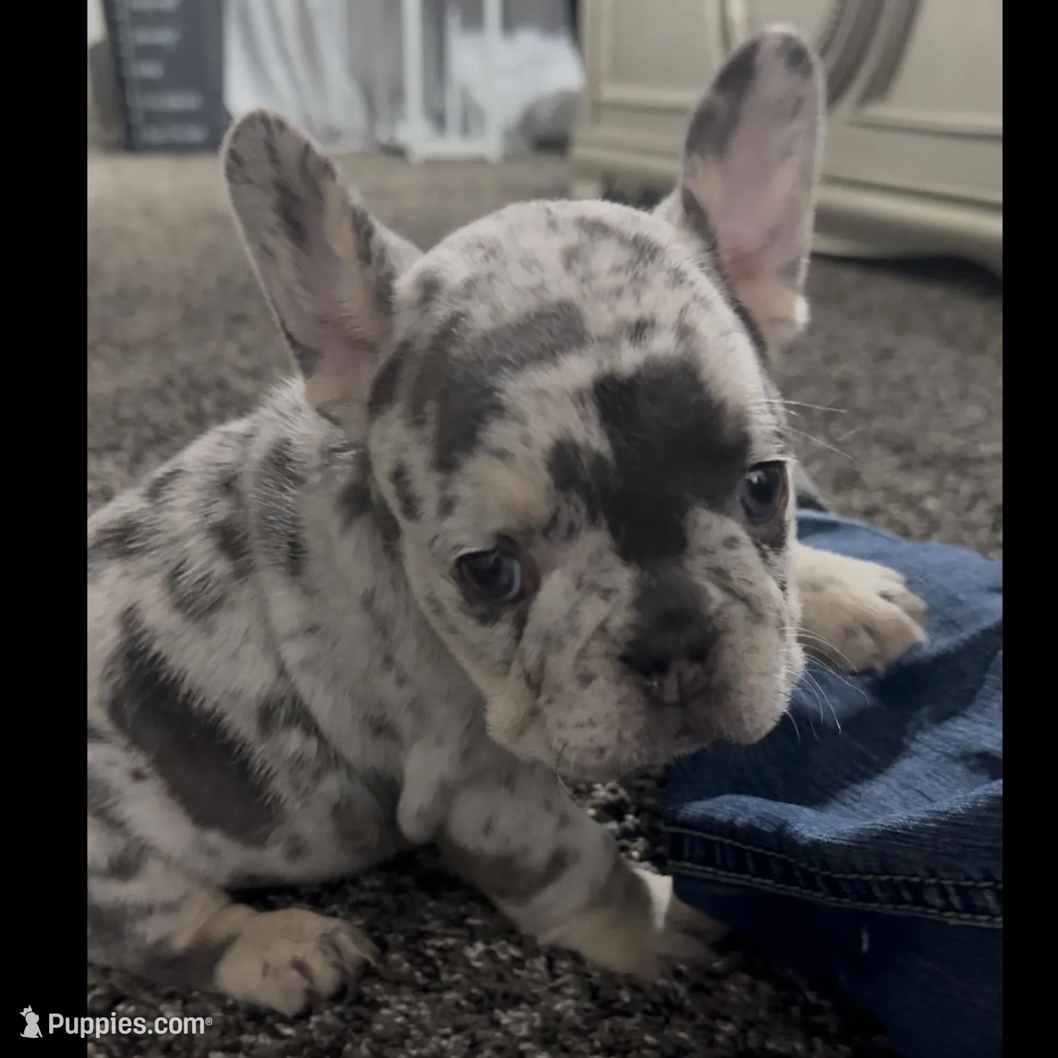 Betty White – French Bulldog puppy for sale in Savannah, TN