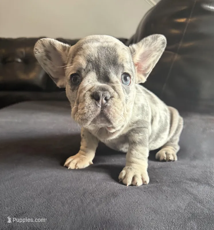 Betty White – French Bulldog puppy for sale in Savannah, TN
