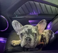 Daisy, a female French Bulldog for sale in Savannah, TN – 2 of 2