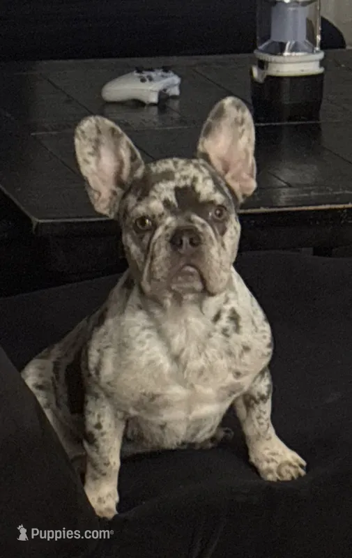 Daisy – French Bulldog puppy for sale in Savannah, TN