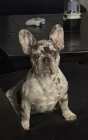 Daisy, a female French Bulldog for sale in Savannah, TN – 1 of 2