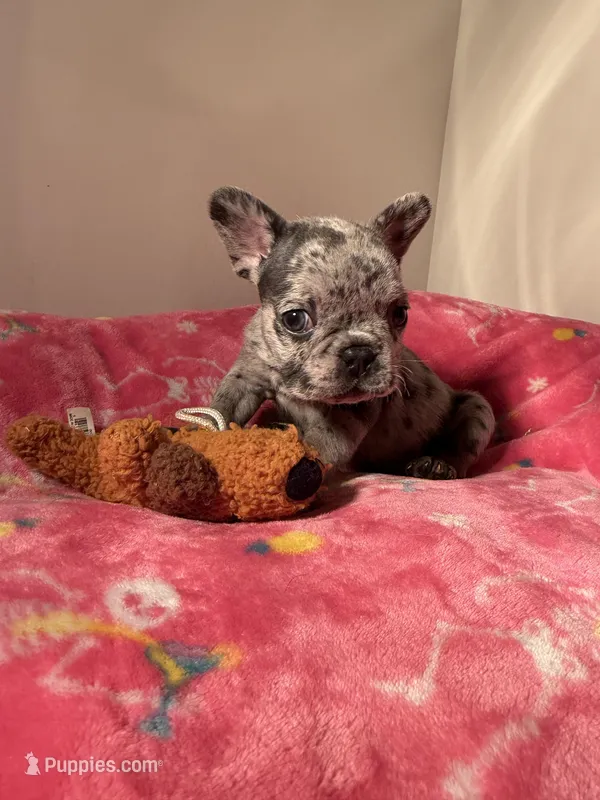 Agnes, a female French Bulldog for sale in Savannah, TN – Photo 1 of 1