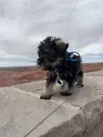 Phoebe, a female Miniature Schnauzer for sale in Mesa, AZ – 3 of 5