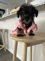 Phoebe, a female Miniature Schnauzer for sale in Mesa, AZ – 4 of 5