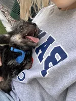 Phoebe, a female Miniature Schnauzer for sale in Mesa, AZ – 5 of 5