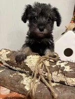 Phoebe, a female Miniature Schnauzer for sale in Mesa, AZ – 2 of 5