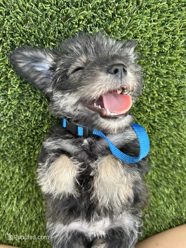 Phoebe – Miniature Schnauzer puppy for sale in Mesa, AZ