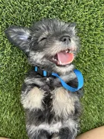 Phoebe, a female Miniature Schnauzer for sale in Mesa, AZ – 1 of 5