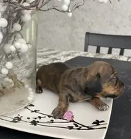 Brown white Daschund CkC, a female Miniature Dachshund for sale in Williamstown, KY – 9 of 9