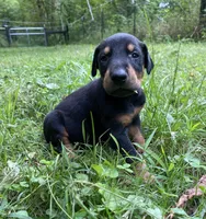 Male AKC, a male Doberman Pinscher for sale in Williamstown, KY – 4 of 7