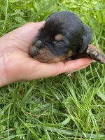 Doberman Pincher Female AKC, a female Doberman Pinscher for sale in Williamstown, KY – 5 of 8