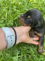 Doberman Pincher Female AKC, a female Doberman Pinscher for sale in Williamstown, KY – 8 of 8