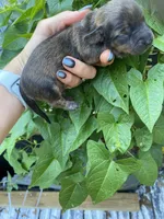 Brown/white dachshund CKC, a male Miniature Dachshund for sale in Williamstown, KY – 2 of 8