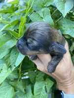 Brown/white dachshund CKC, a male Miniature Dachshund for sale in Williamstown, KY – 7 of 8