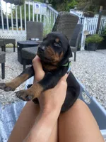 Male AKC, a male Doberman Pinscher for sale in Williamstown, KY – 2 of 7