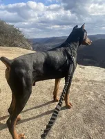 Doberman Pincher Male AKC, a male Doberman Pinscher for sale in Williamstown, KY – 2 of 7