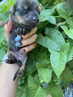 Brown/white dachshund CKC, a male Miniature Dachshund for sale in Williamstown, KY – 4 of 8