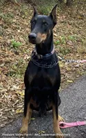Doberman Pincher Male AKC, a male Doberman Pinscher for sale in Williamstown, KY – 4 of 7