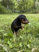 Male AKC, a male Doberman Pinscher for sale in Williamstown, KY – 3 of 7