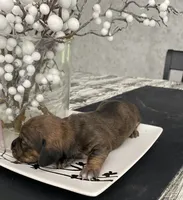 Brown white Daschund CkC, a female Miniature Dachshund for sale in Williamstown, KY – 6 of 9