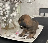 Brown white Daschund CkC, a female Miniature Dachshund for sale in Williamstown, KY – 5 of 9