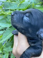  Black Dachshund CKC, a male Miniature Dachshund for sale in Williamstown, KY – 2 of 7