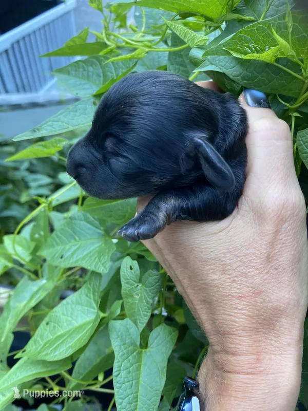 Black Dachshund CKC – Miniature Dachshund puppy for sale in Williamstown, KY