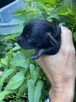  Black Dachshund CKC, a male Miniature Dachshund for sale in Williamstown, KY – 1 of 7