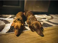 Brown/white dachshund CKC, a male Miniature Dachshund for sale in Williamstown, KY – 8 of 8